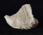 Placosmilia vidali (MALLADA 1892) - Bild © FossNet FossilienStore